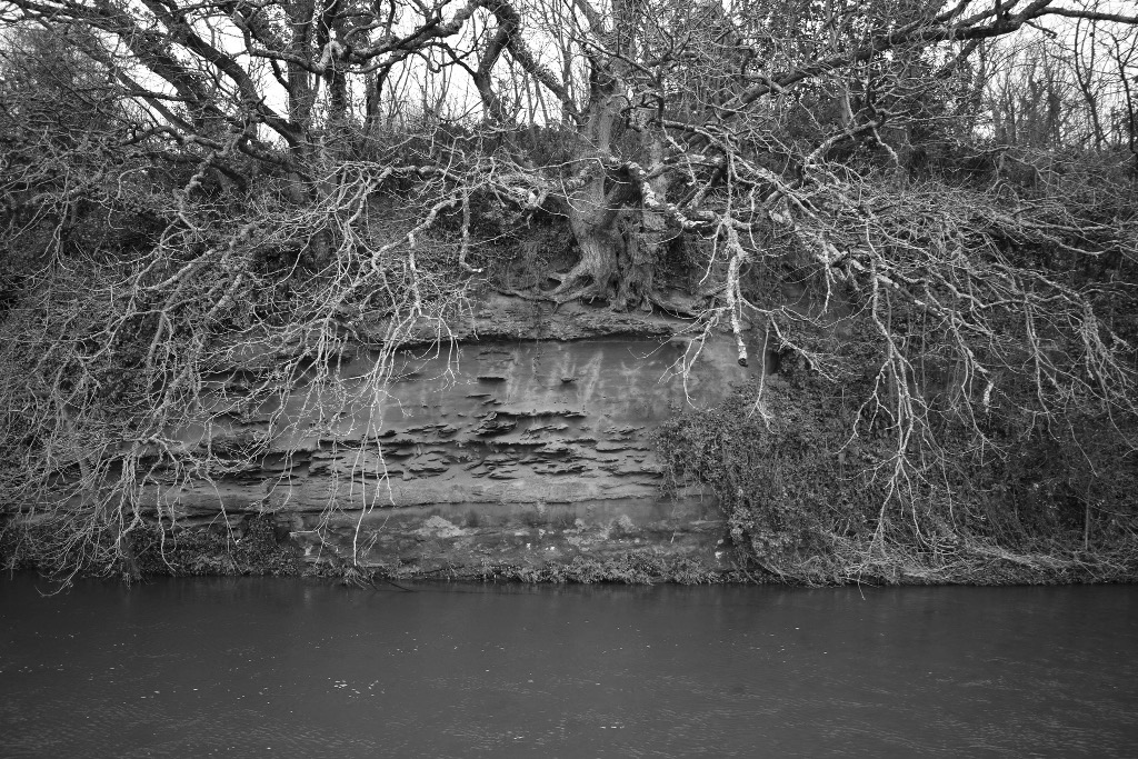 A tree on the banks of the River Otter. This image was the basis of the disc artwork for A Rising Tide by the Matt Palmer Band. Photograph by Matt Palmer. 